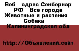 Веб – адрес Сенбернар.РФ - Все города Животные и растения » Собаки   . Калининградская обл.